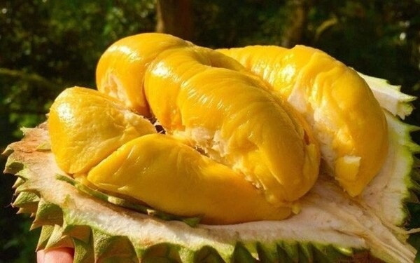 Dấu Hiệu Nhận Biết Sầu Riêng Bị Tiêm Thuốc Chín Ép